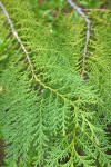 Port Orford Cedar foliage detail