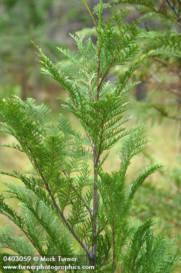 Chamaecyparis lawsoniana