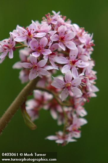 Darmera peltata