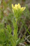 Shortlobe Paintbrush (yellow form)