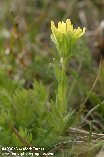 Castilleja brevilobata