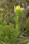 Shortlobe Paintbrush (yellow form)