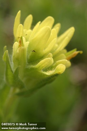 Castilleja brevilobata