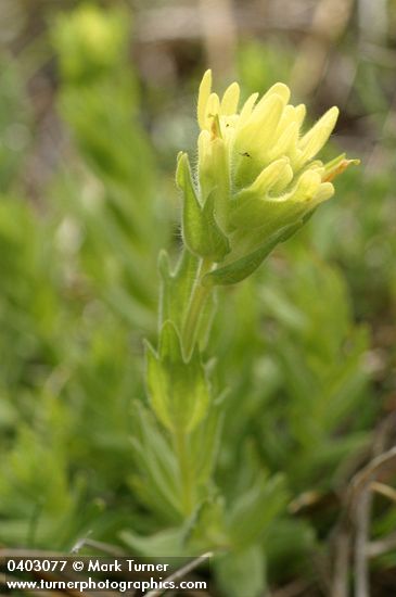 Castilleja brevilobata