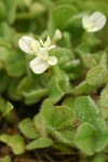 Subterranean Clover blossoms & foliage