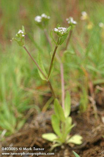 Valerianella locusta