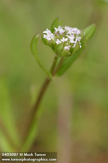 Valerianella locusta