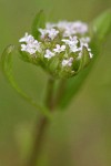 European Corn-salad blossoms detail
