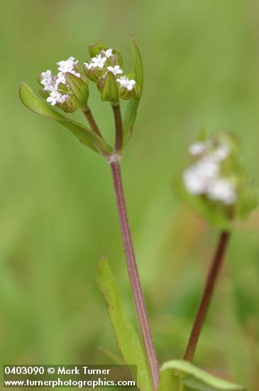 Valerianella locusta