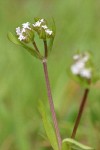 European Corn-salad blossoms detail