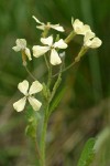 Wild Radish blossoms