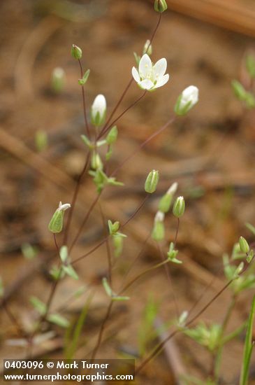 Arenaria serpyllifolia
