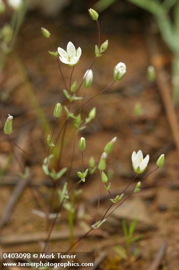 Arenaria serpyllifolia