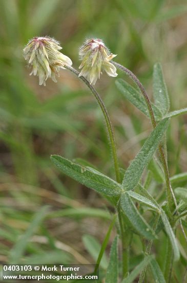 Trifolium howellii