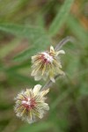 Canyon Clover blossoms (top view)