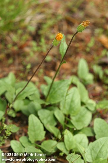 Arnica spathulata