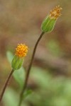 Klamath Arnica blossoms detail