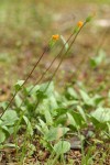 Klamath Arnica