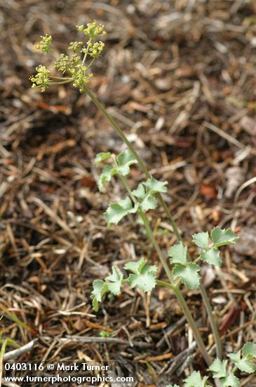 Lomatium howellii