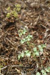 Howell's Biscuitroot