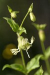 Bell Catchfly blossom