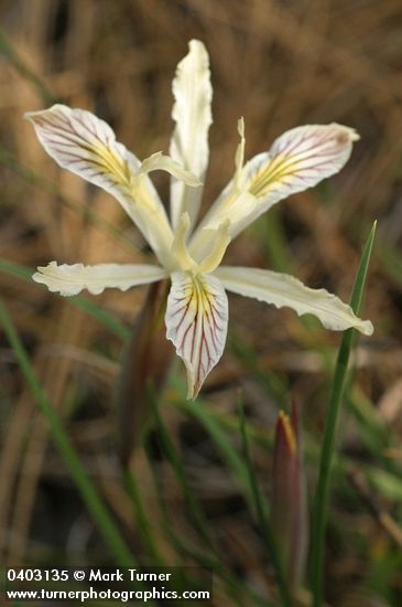 Iris chrysophylla
