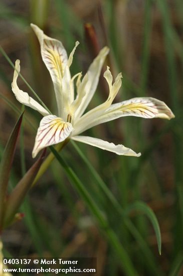Iris chrysophylla