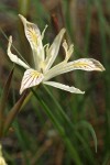 Yellow-leaved Iris blossom