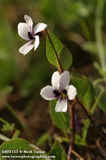 Viola cuneata