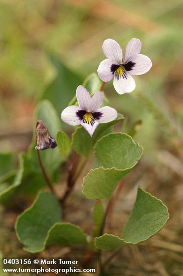 Viola cuneata