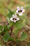 Wedge-leaved Violet