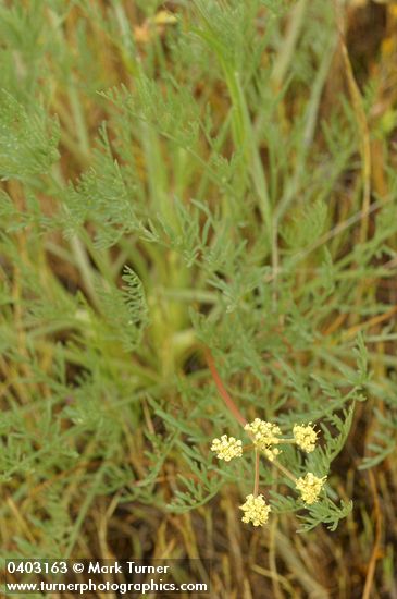 Lomatium cookii
