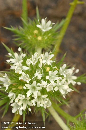 Navarretia leucocephala