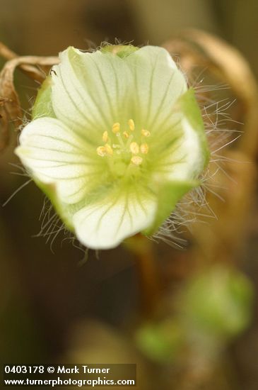 Limnanthes floccosa ssp. grandiflora