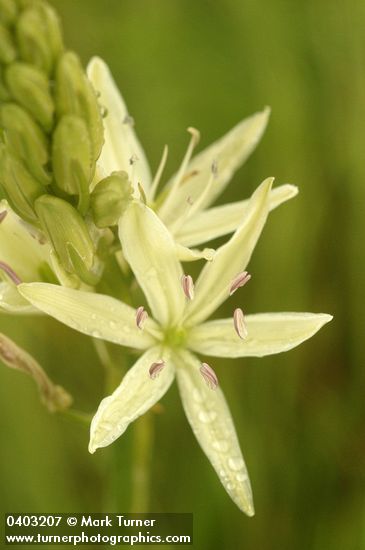 Camassia leichtlinii ssp. leichtlinii