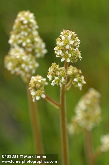 Saxifraga oregana