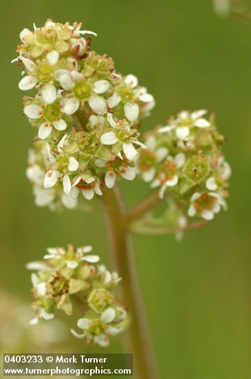 Saxifraga oregana