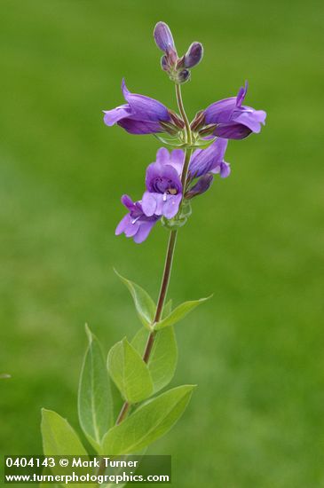 Penstemon glandulosus