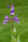 Sticky-stem Penstemon blossoms & foliage