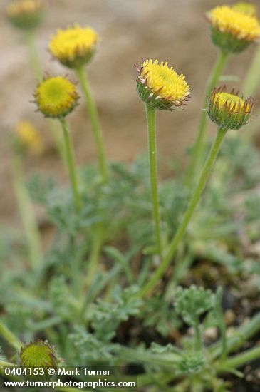 Erigeron sp.