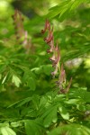 Scouler's Corydalis blossoms & foliage