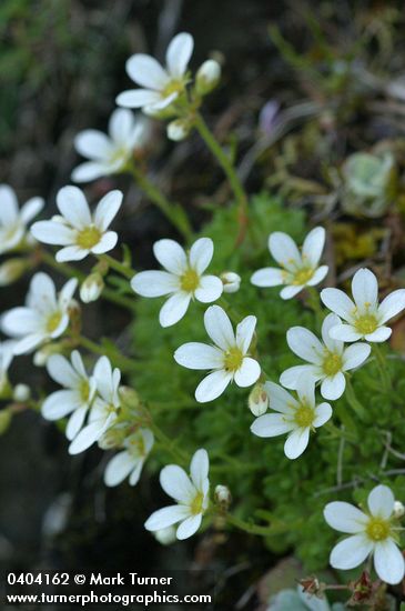 Saxifraga caespitosa ssp. subgemmifera