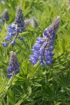 Columbia Gorge Broadleaf Lupine blossoms & foliage