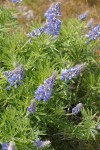 Columbia Gorge Broadleaf Lupine