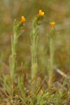 Small-flowered Fiddleneck