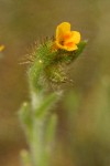 Small-flowered Fiddleneck blossom detail