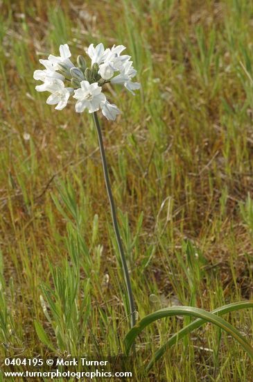 Triteleia grandiflora var. howellii