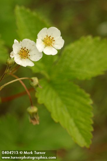 Fragaria vesca