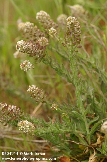 Lepidium sp.