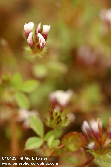 Trifolium microdon